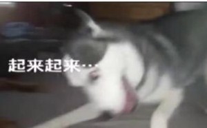 看来 这是一次极为有效的人工呼吸 246