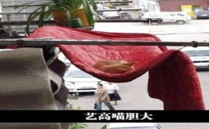我家猫咪自从穿上衣服 就再也没正常过了 216