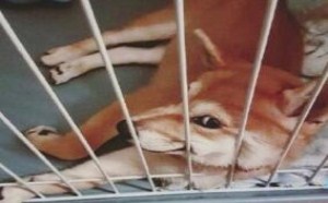 腻歪反过来怎么读来着 239