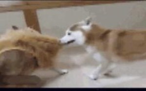 自从新买了T恤 我总是被骚扰 119