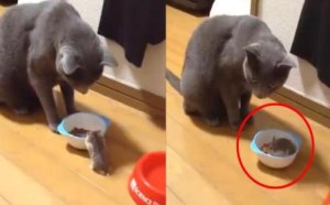 老鼠跑进猫的饭碗抢食？喵这是给我加餐？