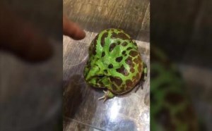 原来不是一只狗是一只变异的青蛙